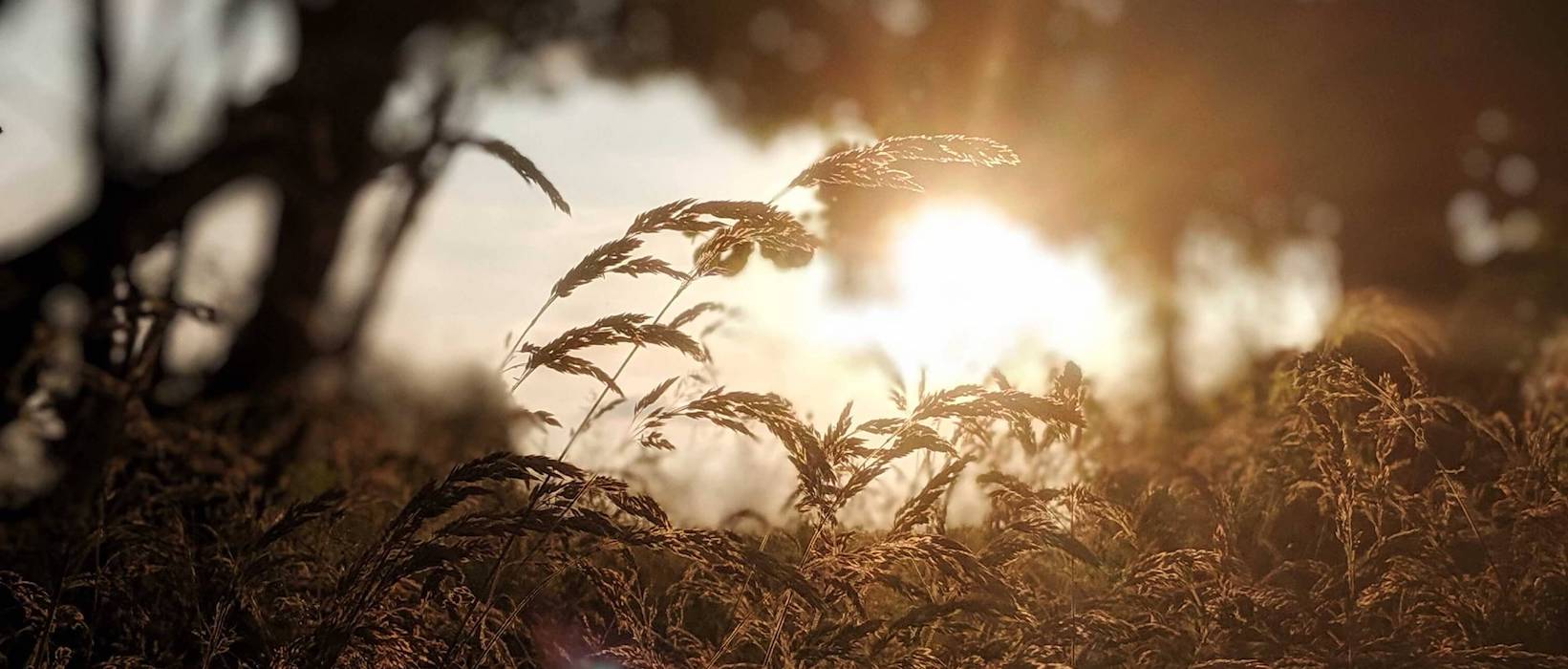 Sunset in the long grass, Wales